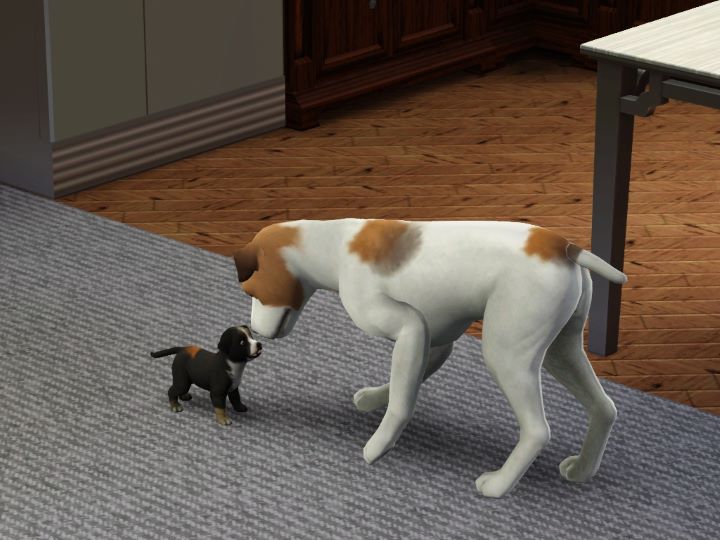 How to breed dogs in Sims 3
